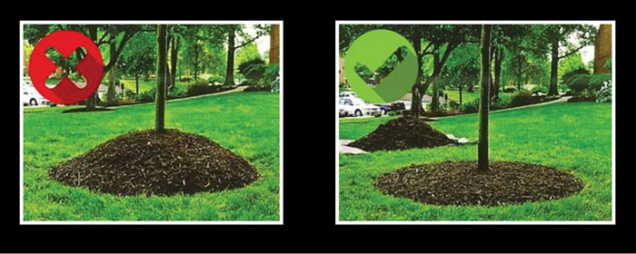 proper application of mulch
