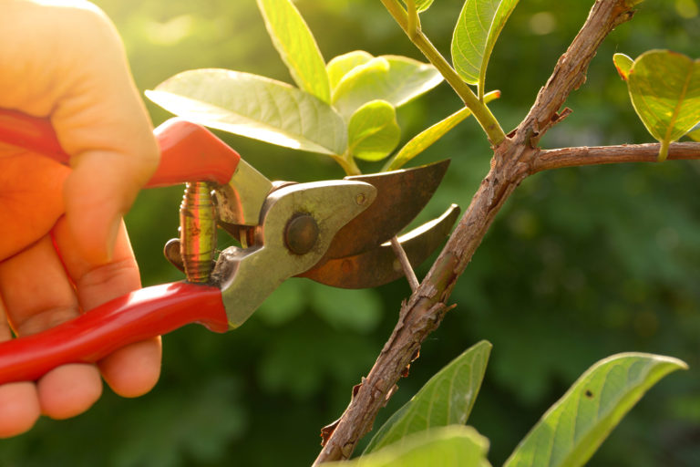 light pruning